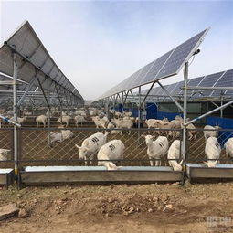 光伏農業 星星之火期待燎原，畜牧漁業齊爆發